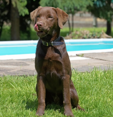 Let's have some action around here................
Ключови думи: Ben Chocolate Labrador puppy