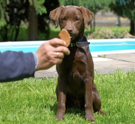 Oooh, that looks interesting
Keywords: Ben Chocolate Labrador puppy
