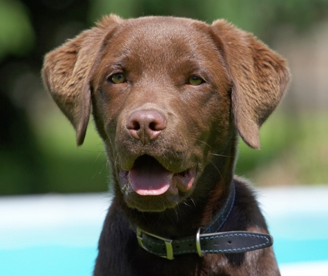 Yep, I'm smiling
Anahtar kelimeler: Ben Chocolate Labrador puppy tongue
