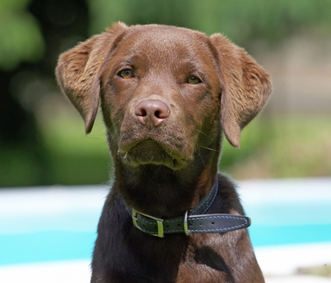 Can I have some more please
Keywords: Ben Chocolate Labrador puppy