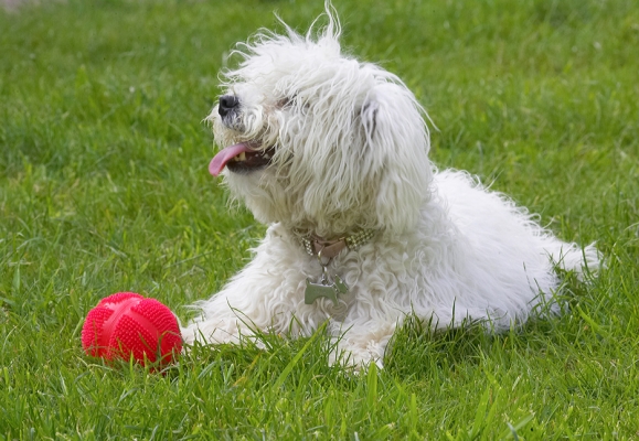 Yep, I got the ball
Anahtar kelimeler: Lulu Bolognese