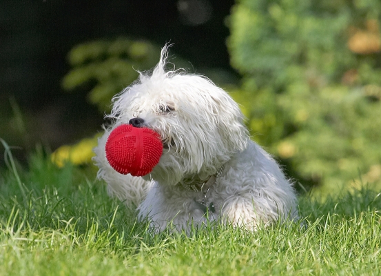 Tee hee, Oscar can't get me here!............
Palabras clave: Lulu Bolognese