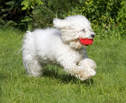 Unbridled joy
الكلمات الإستدلالية(لتسهيل البحث): Oscar Lulu Bolognese