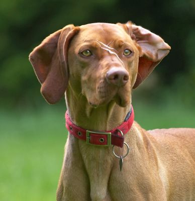 I'm still on alert!
Ключові слова: Pippa Hungarian Viszla