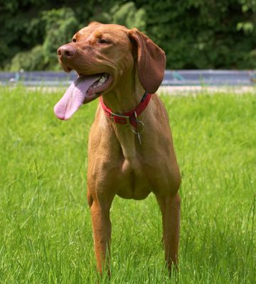 Have you seen the length of my tongue?
Anahtar kelimeler: Pippa Hungarian Viszla
