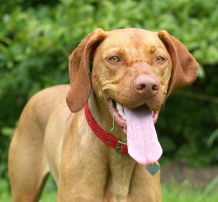 Here's a better view of my tongue!
Schlüsselwörter: Pippa Hungarian Viszla