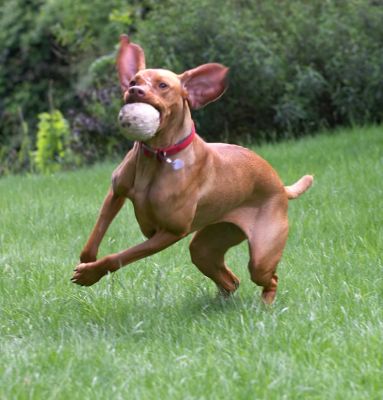 Pippa in full flight
Keywords: Pippa Hungarian Viszla ball flight