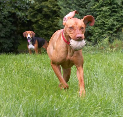 Darn, she's got the  ball again!
Palabras Clave: Jessie Hamiltonstovara Pippa Hungarian Viszla