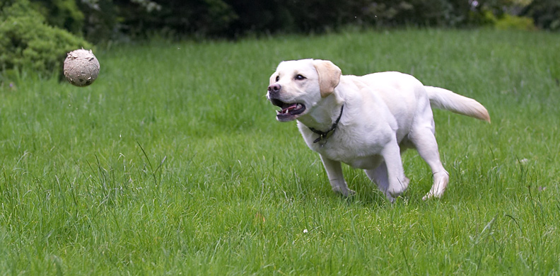Watch this catch
Keywords: Rosie Golden Retriever