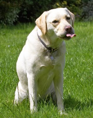 Rosie licking her chops
Keywords: Rosie Golden Retriever