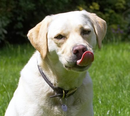 This peanut butter is delicious
Keywords: Rosie Golden Retriever peanut butter