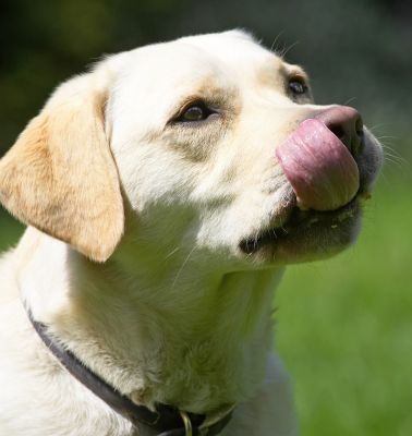 I'm gonna get every little bit
Palabras Clave: Rosie Golden Retriever