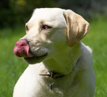 I knew there was some on my nose
Palabras Clave: Rosie Golden Retriever nose tongue