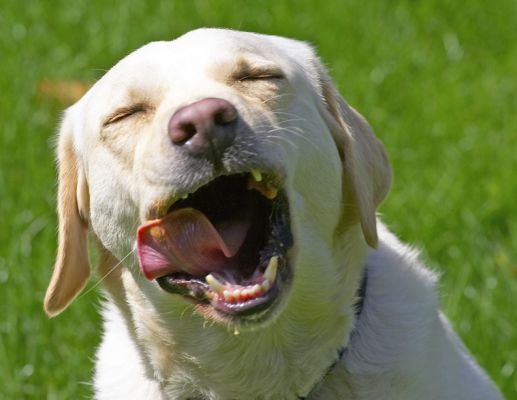 Boy, this is hard work!
Palabras Clave: Rosie Golden Retriever tongue