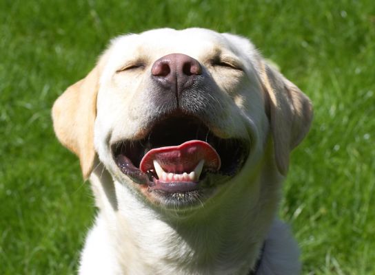 I'm happy, happy, happy
Słowa kluczowe: Rosie Golden Retriever