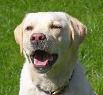 Rosie looking cute
Keywords: Rosie Golden Retriever