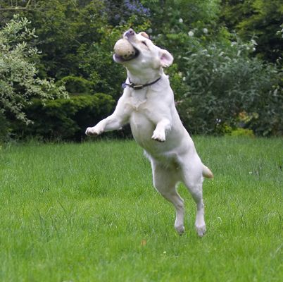 Look, I'm almost airborne
Palabras clave: Rosie Golden Retriever