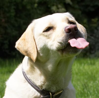 I'm not catching flies, just eating peanut butter
Ключові слова: Rosie Golden Retriever peanut butter tongue