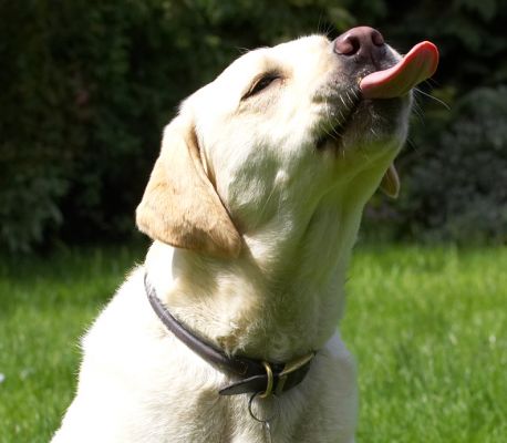 Is there some on my nose?
Ključne besede: Rosie Golden Retriever
