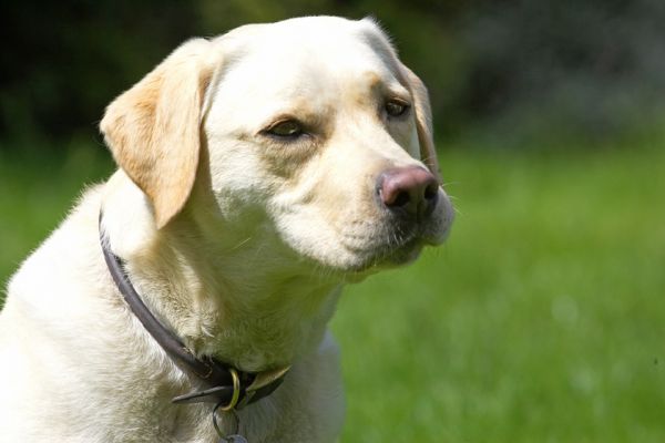 I'm just thinking
Ключові слова: Rosie Golden Retriever