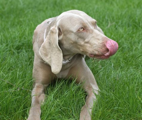 I must get that peanut butter off my nose
Keywords: Moon Weimaraner peanut butter tongue nose