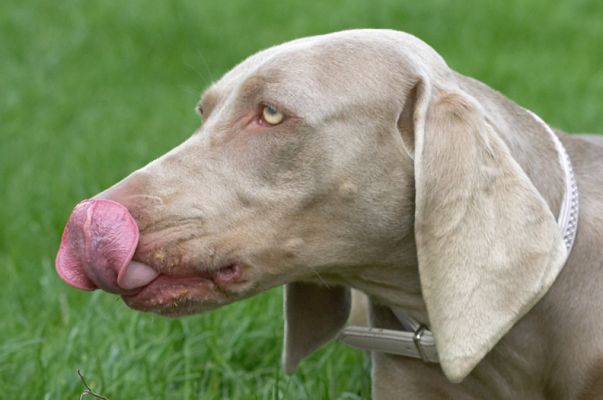 Boy, this peanut butter takes some shifting
Keywords: Moon Weimaraner tongue nose peanut butter
