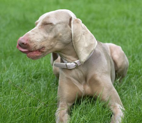 Concentrating on getting that last little bit of peanut butter
Anahtar kelimeler: Moon peanut butter nose tongue Weimaraner