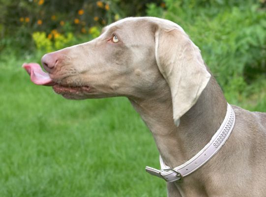 Am I catching a fly or going for my nose?
Avainsanat: Moon Weimaraner nose peanut butter tongue fly
