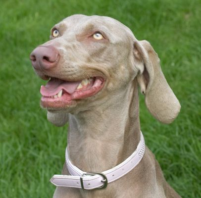 If I smile cutely, will I get more peanut butter?
Ključne besede: Moon Weimaraner peanut butter cute tongue nose smile