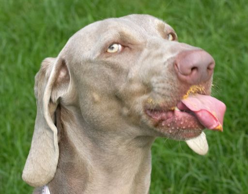 I'm not poking my tongue out at you, I'm getting all that peanut butter
Keywords: Moon Weimaraner peanut butter tongue
