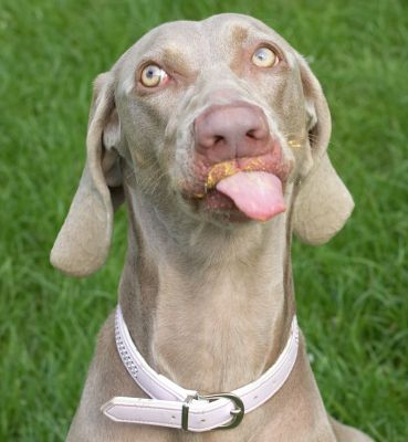 Alien dog?  No just in 7th heaven with peanut butter!
Palabras Clave: Moon Weimaraner tongue peanut butter