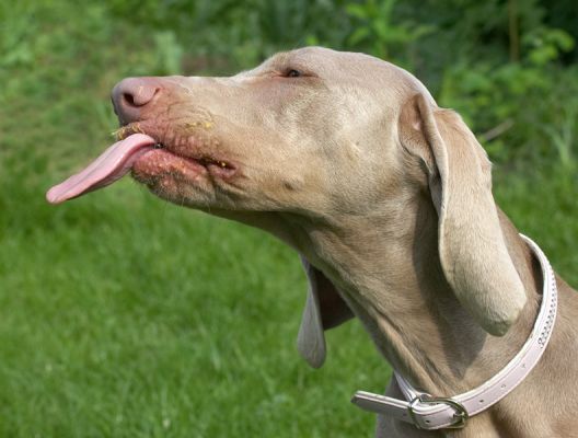 Look how long my tongue is?
Keywords: Moon Weimaraner tonuge peanut butter