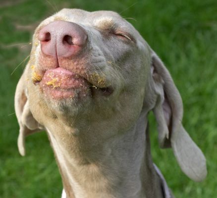 I'm just loving this!
Słowa kluczowe: Moon Weimaraner peanut butter