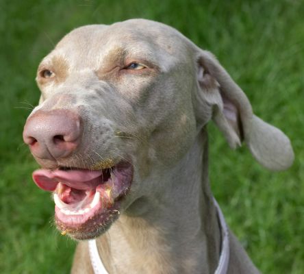 Good thing my teeth are clean and white!
Keywords: Moon Weimaraner teeth white tongue peanut butter