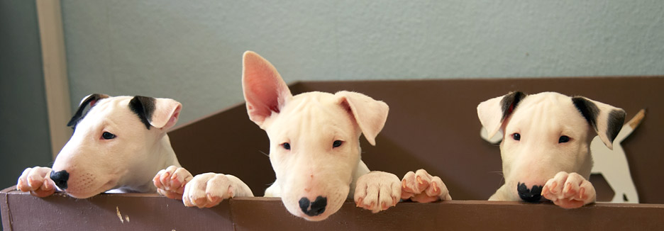 The three Musketeers
Słowa kluczowe: Mana English Bull Terrier puppy puppies