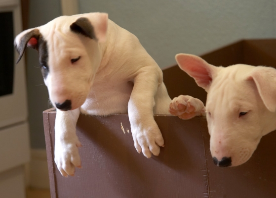 Ah, cute
Two of the three puppies still left.  We took the one on the left and the one on the right was going to a new home the same day; Saturday 5 May 2007
Palabras clave: Mana English Bull Terrier puppy puppies