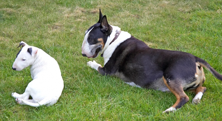 Getting acquainted
We have called the new puppy Mana which means spirit as in, for us, the spirit of Kiko
Λέξεις-κλειδιά: Tapa Mana English Bull Terrier puppy