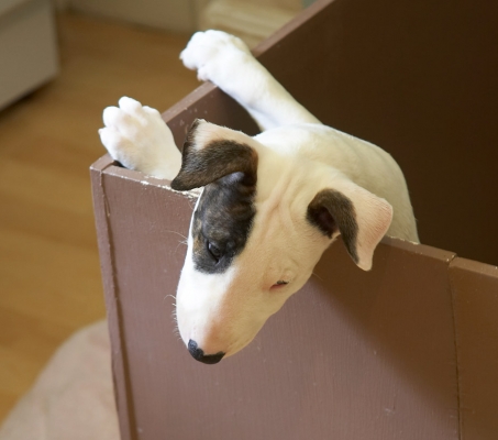 Now how do I get out of here?
Palabras clave: Mana English Bull Terrier puppy