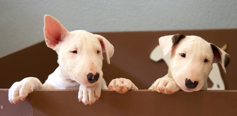 Wot's goin' on here?!
The bull terrier puppy on the left was going to a new home but the one on the right still hasn't got a home.
Keywords: English Bull Terrier puppy puppies