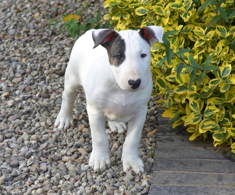 Boy, this is a lot bigger than my box
الكلمات الإستدلالية(لتسهيل البحث): Mana English Bull Terrier puppy