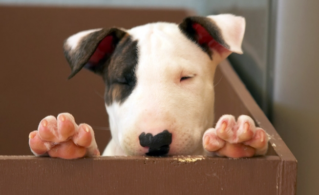 Peep-bo
Keywords: Mana English Bull Terrier puppy