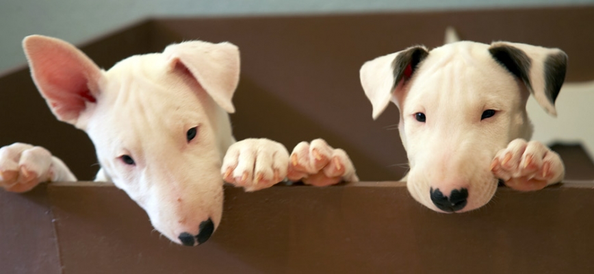 Double trouble
Palabras Clave: English Bull Terrier puppy puppies