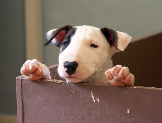 Can we go home now?
Anahtar kelimeler: Mana English Bull Terrier puppy