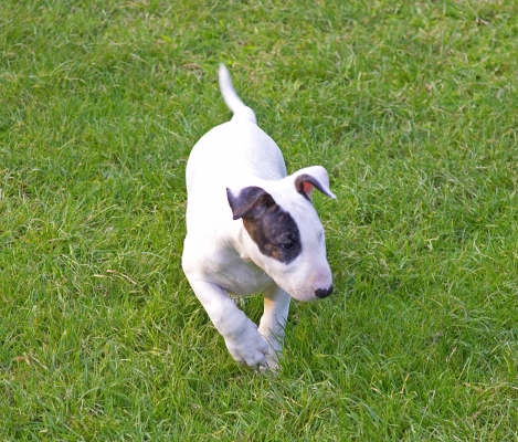 Gotta explore my new surroundings
Anahtar kelimeler: Mana English Bull Terrier puppy