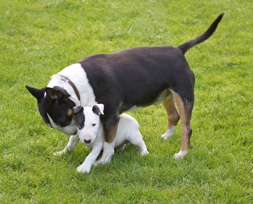 I gotta show you who's boss
Keywords: Tapa Mana English Bull Terrier puppy
