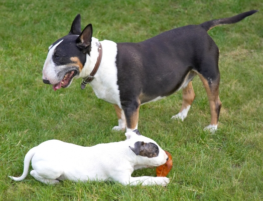 I wonder when dinner is?!
Ключови думи: Tapa Mana English Bull Terrier puppy