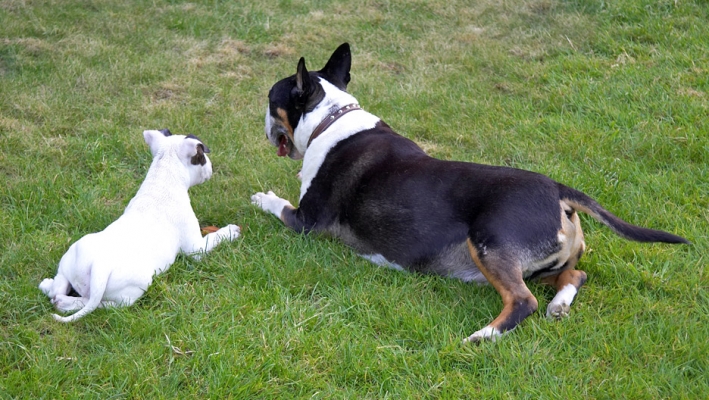 This is my new big brother
Palabras Clave: Tapa Mana English Bull Terrier puppy