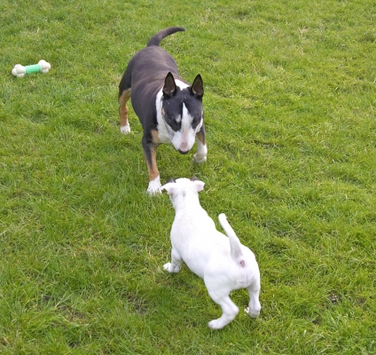 High noon!
Palabras clave: Tapa Mana English Bull Terrier puppy