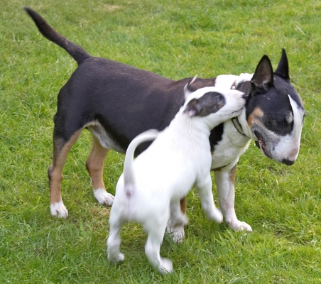 Mwaaa
Ključne besede: Tapa Mana English Bull Terrier puppy