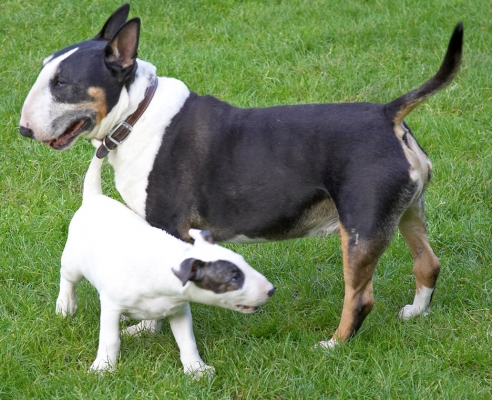 I wonder what's under there
Λέξεις-κλειδιά: Mana Tapa English Bull Terrier puppy